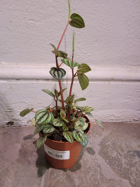 Peperomia Albovittata