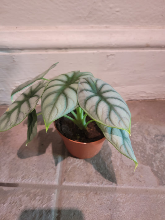 Silver Dragon Alocasia