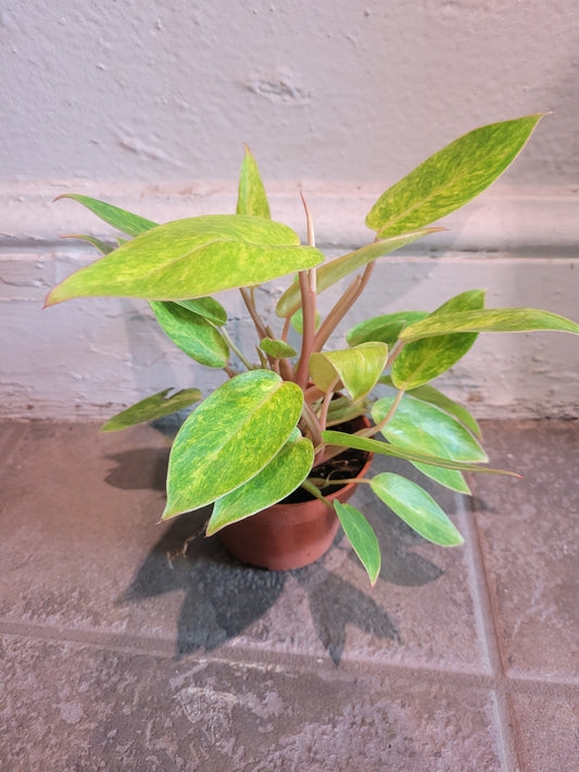 Philodendron Painted Lady