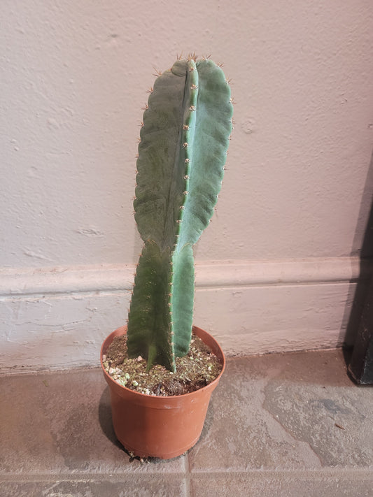 Cereus Jamacaru Cactus