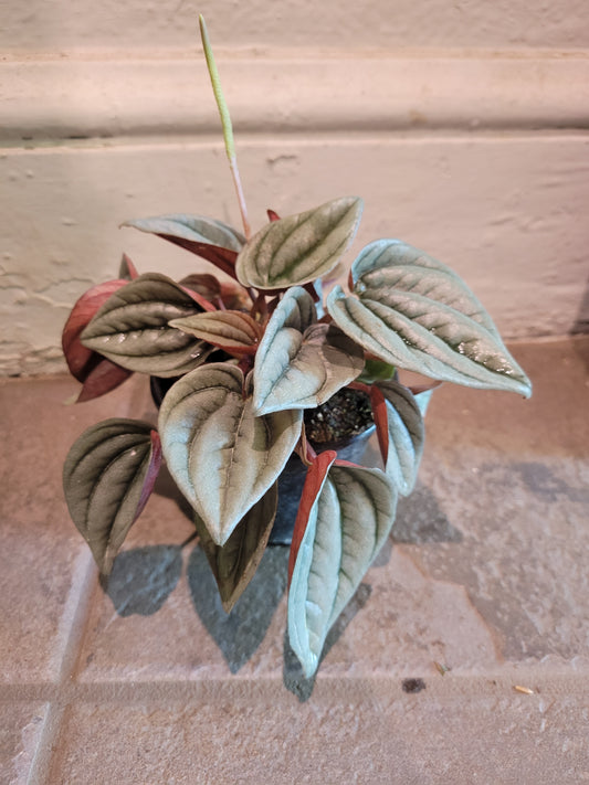 Peperomia Mendoza