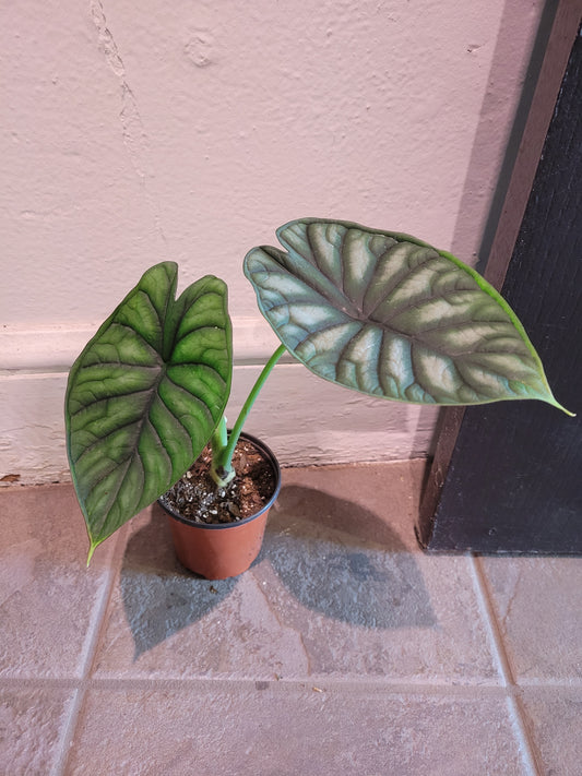 Dragon Scale Alocasia