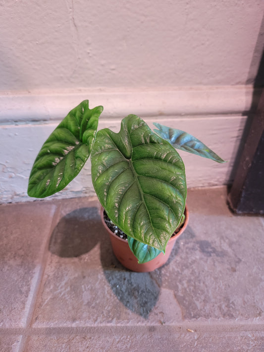 Alocasia Sinuata