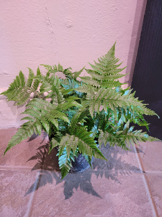 Lady Fern