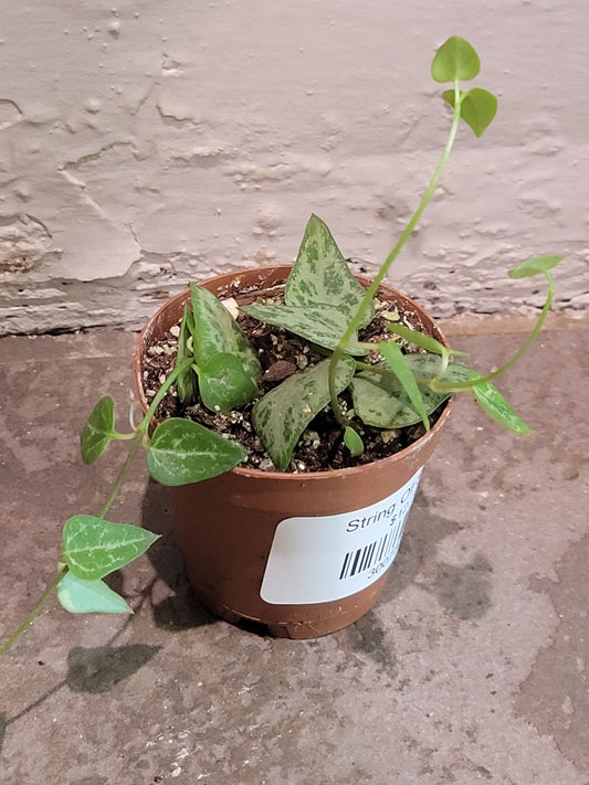 String Of Spades