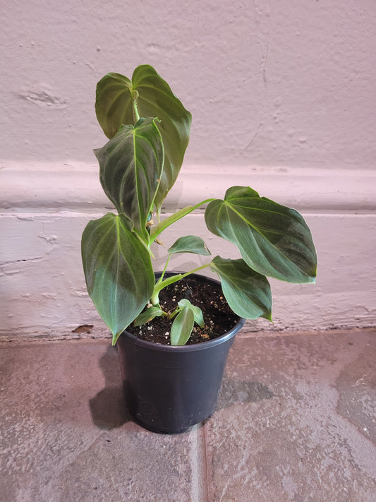 Philodendron Melanochrysum