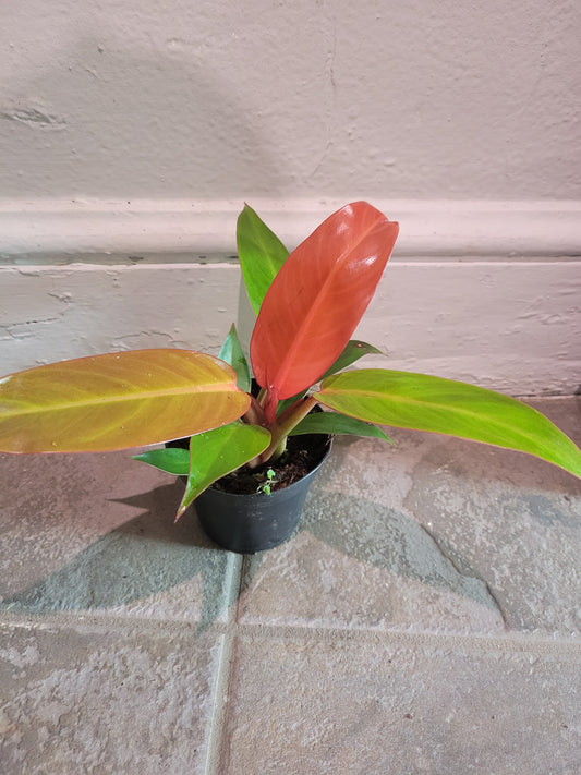 Philodendron Red King