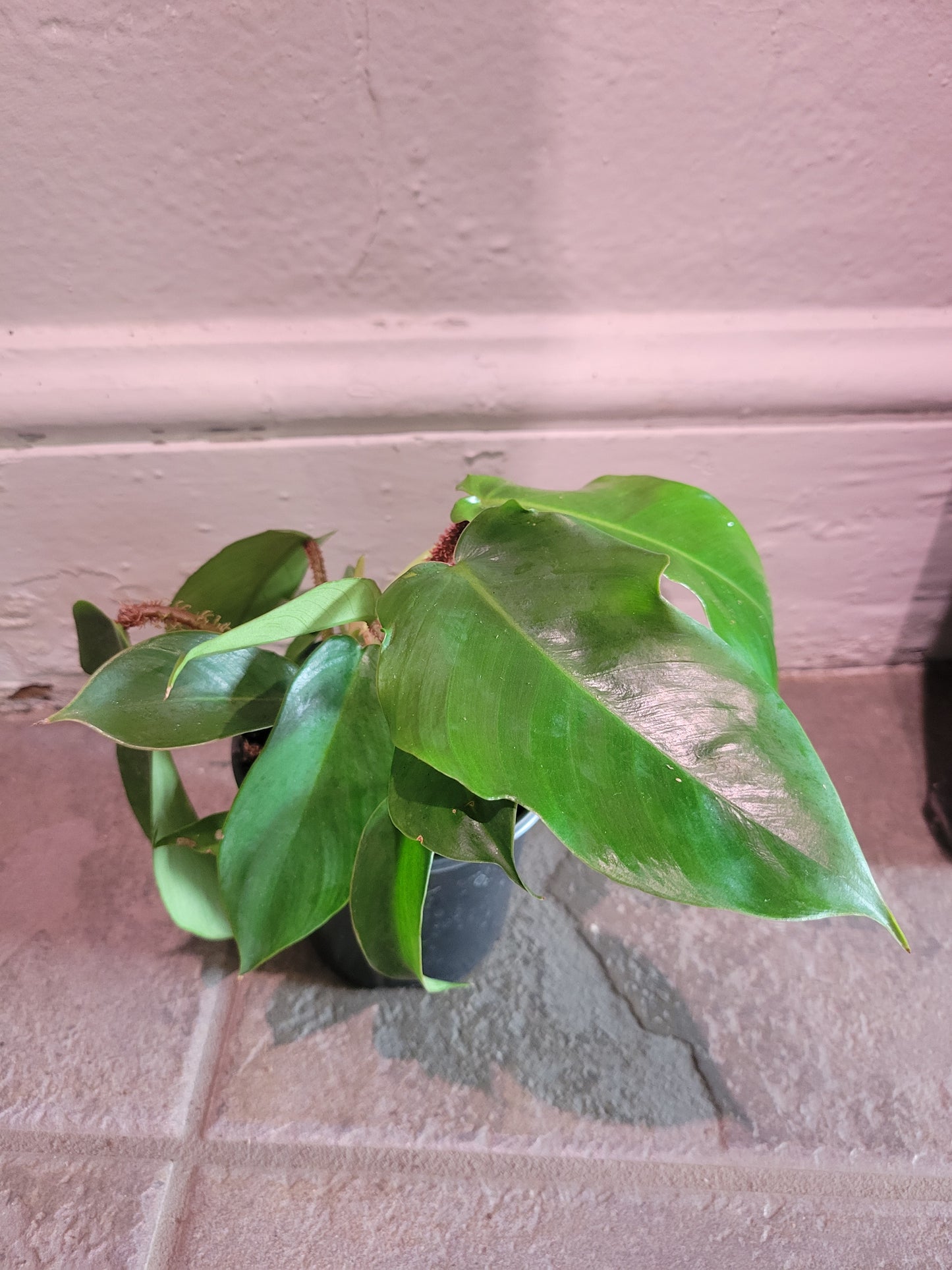 Philodendron Squamiferum