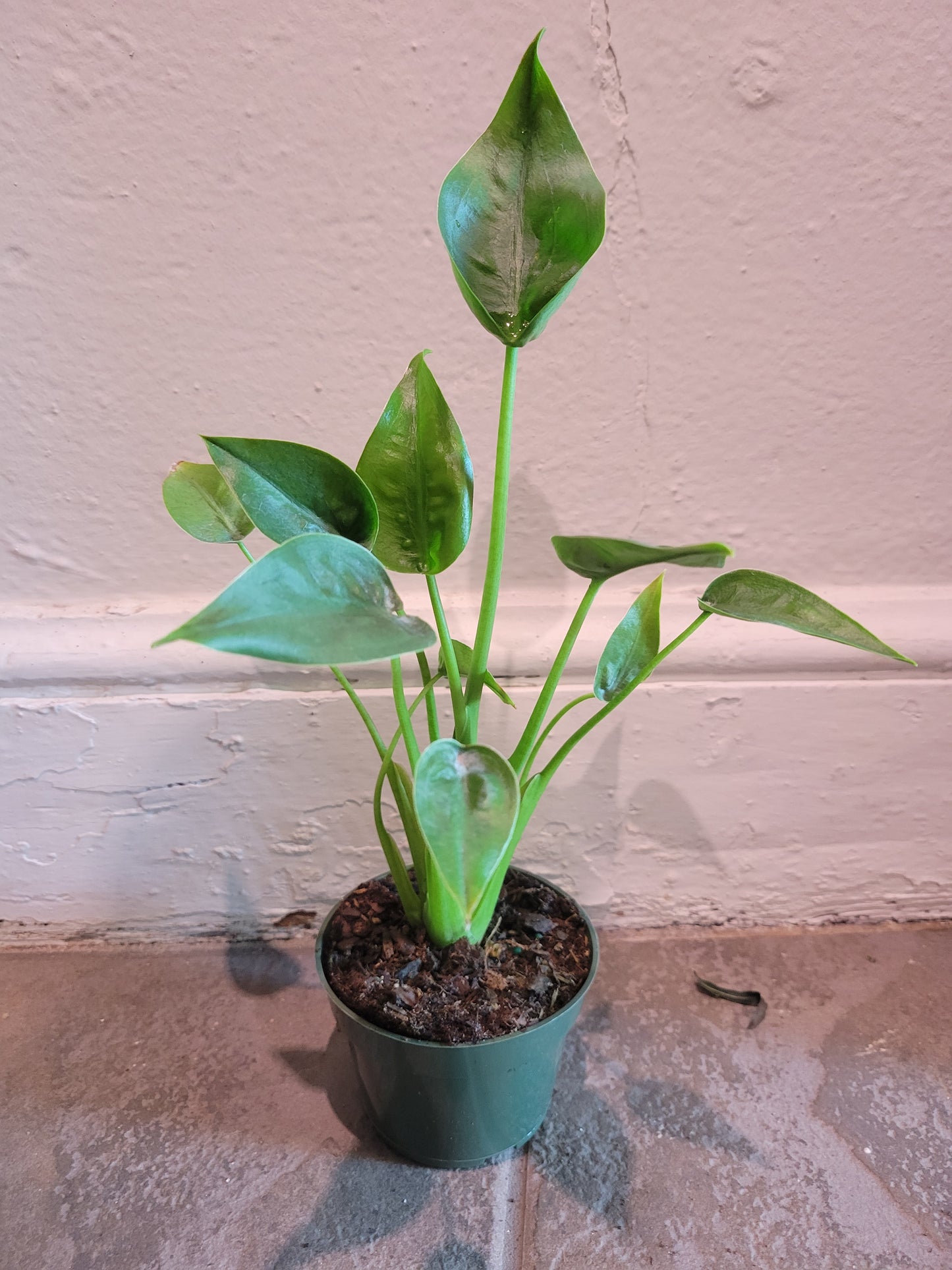 Alocasia Tiny Dancer