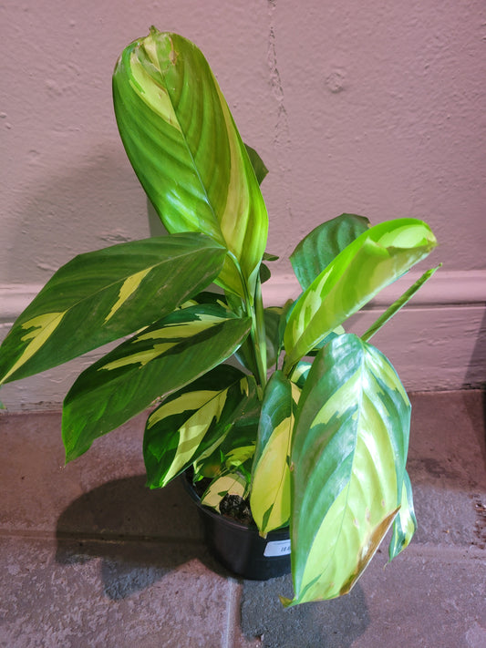 Calathea Golden Mosaic