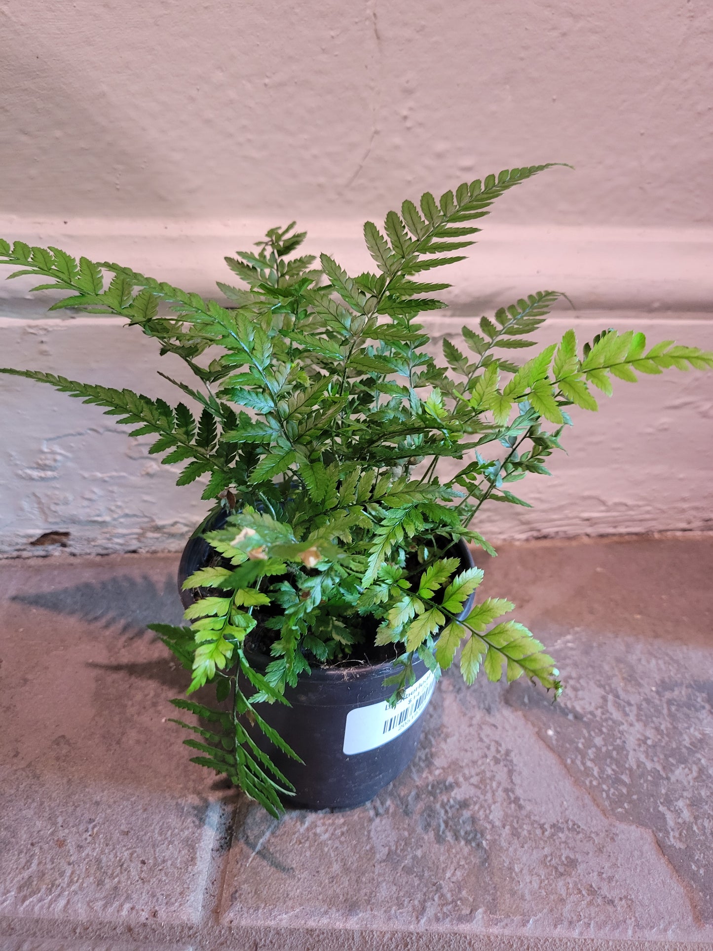 Leatherleaf Fern