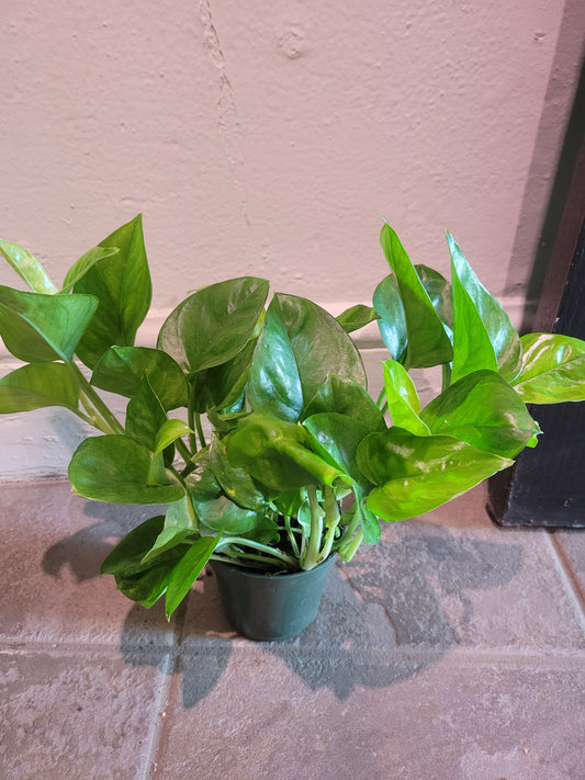 Jade Pothos