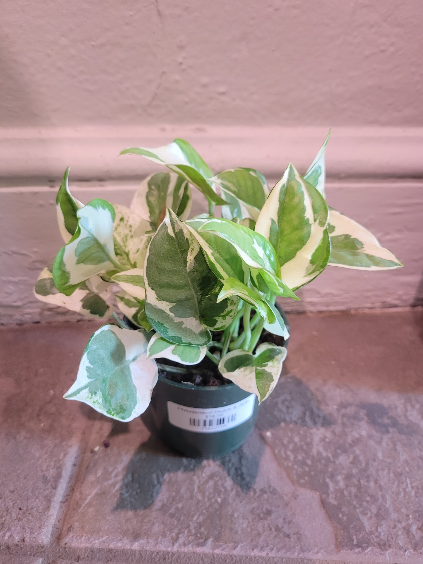 Philodendron Pearls & Jade