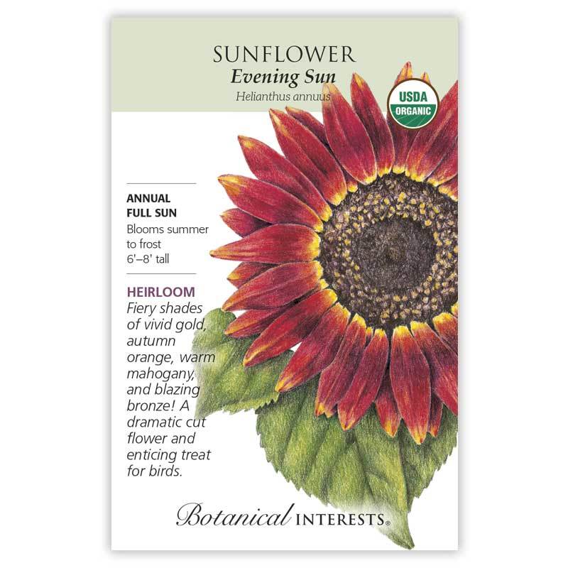 Sunflower Evening Sun Organic