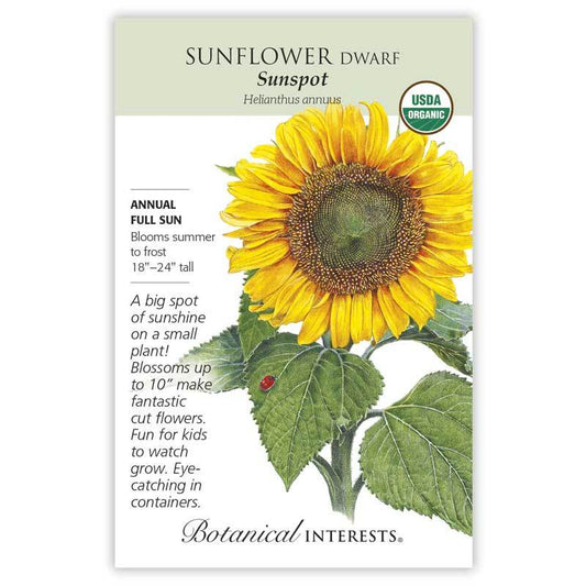 Sunflower Dwf Sunspot Organic
