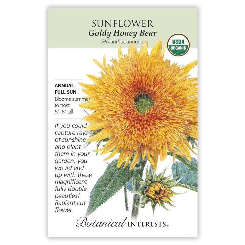Sunflower Goldy Honey Bear Organic