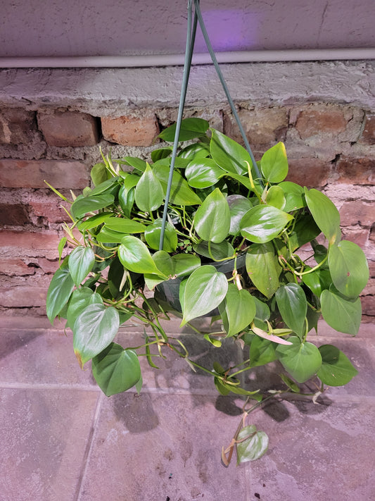 Philodendron Cordatum