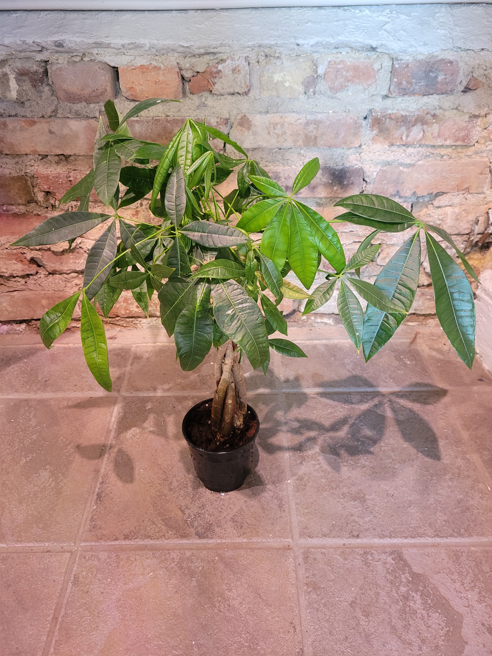 guttation money tree Guiana Chestnut Money Tree – Chlorophyll