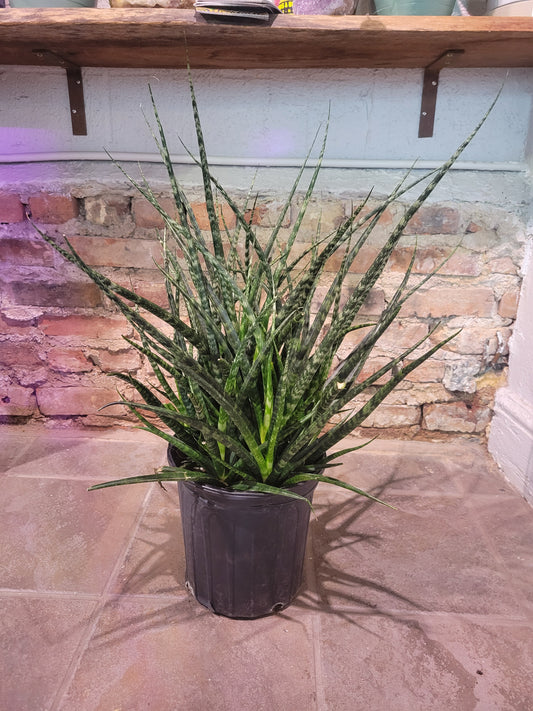 Sansevieria Fernwood