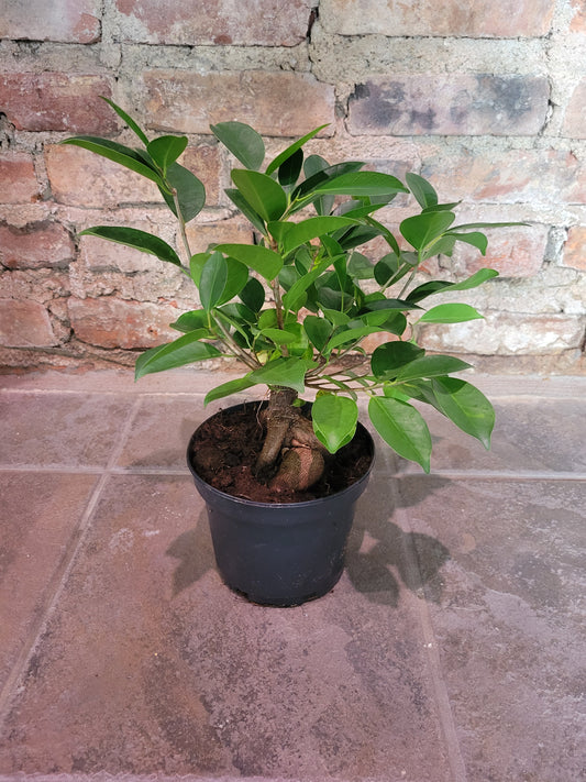 Ginseng Ficus