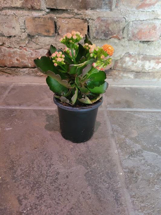 Kalanchoe