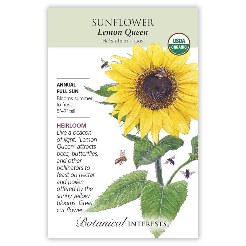 Sunflower Lemon Queen Organic