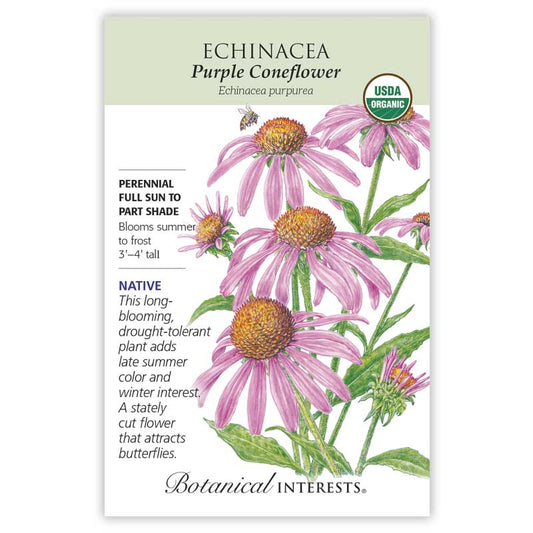 Echinacea Purple Coneflower Organic