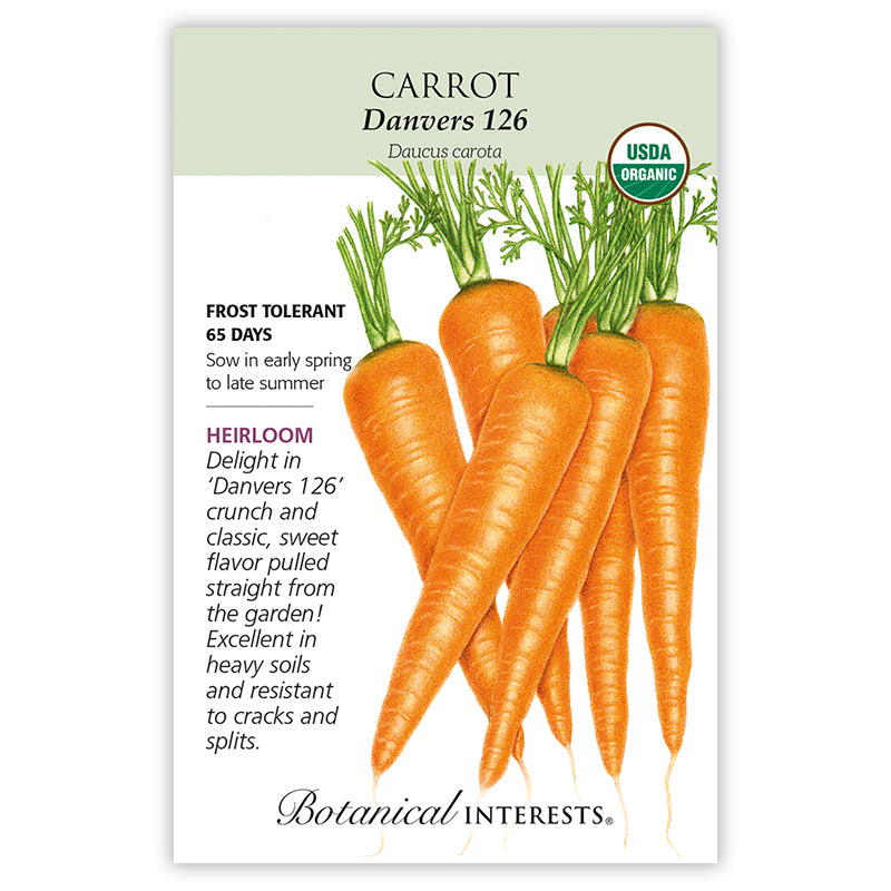 Carrot Danvers Organic