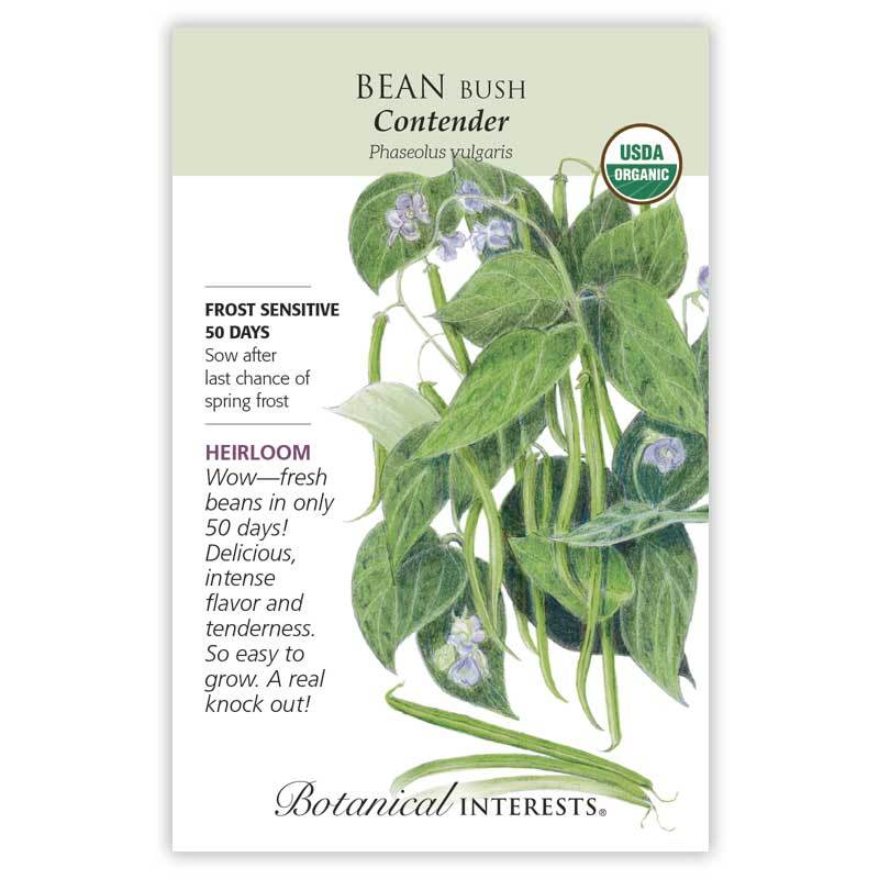 Bean Bush (green)