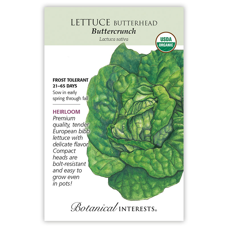 Lettuce Butterhead Buttrcrnch Organic