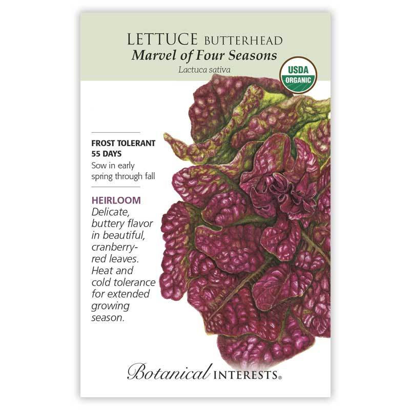 Lettuce Butterhead Marvel Organic