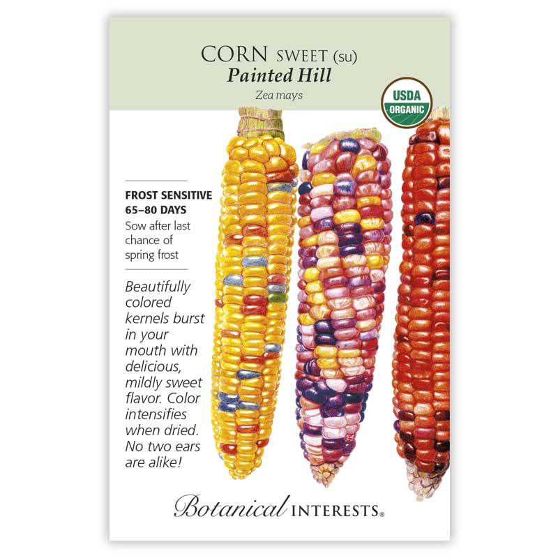 Corn Swt (multicolor) Painted Hill Org