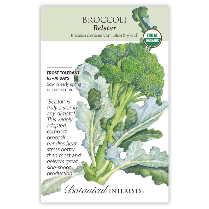 Broccoli Belstar Hybrid Organic