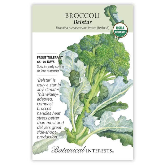 Broccoli Belstar Hybrid Organic