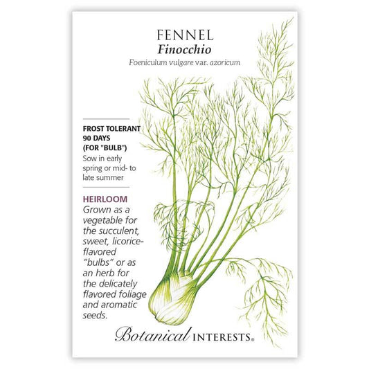 Fennel Finocchio