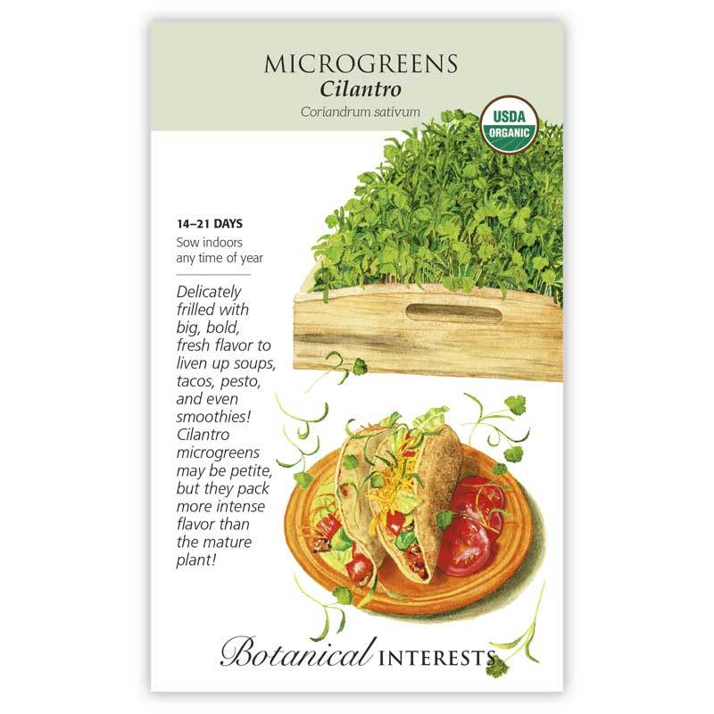 Microgreens Cilantro Organic